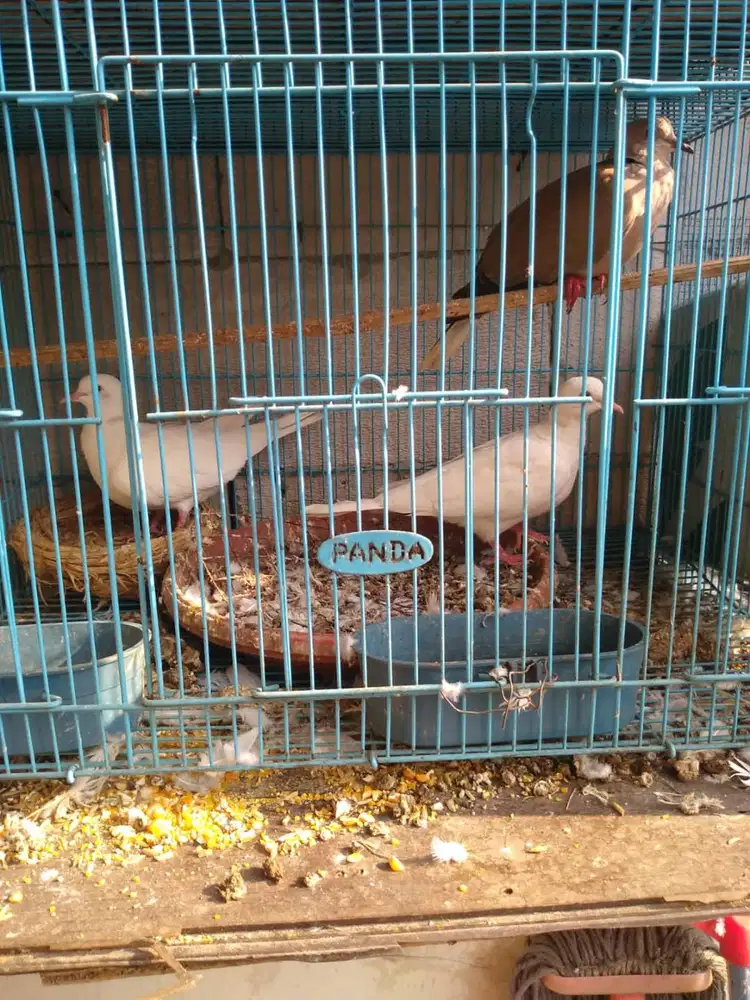 Burung Puter Cikarang Baru