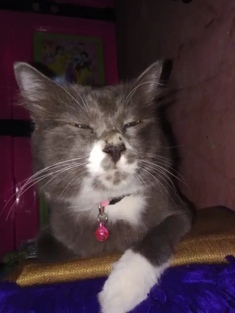 Adopsi kucing anggora