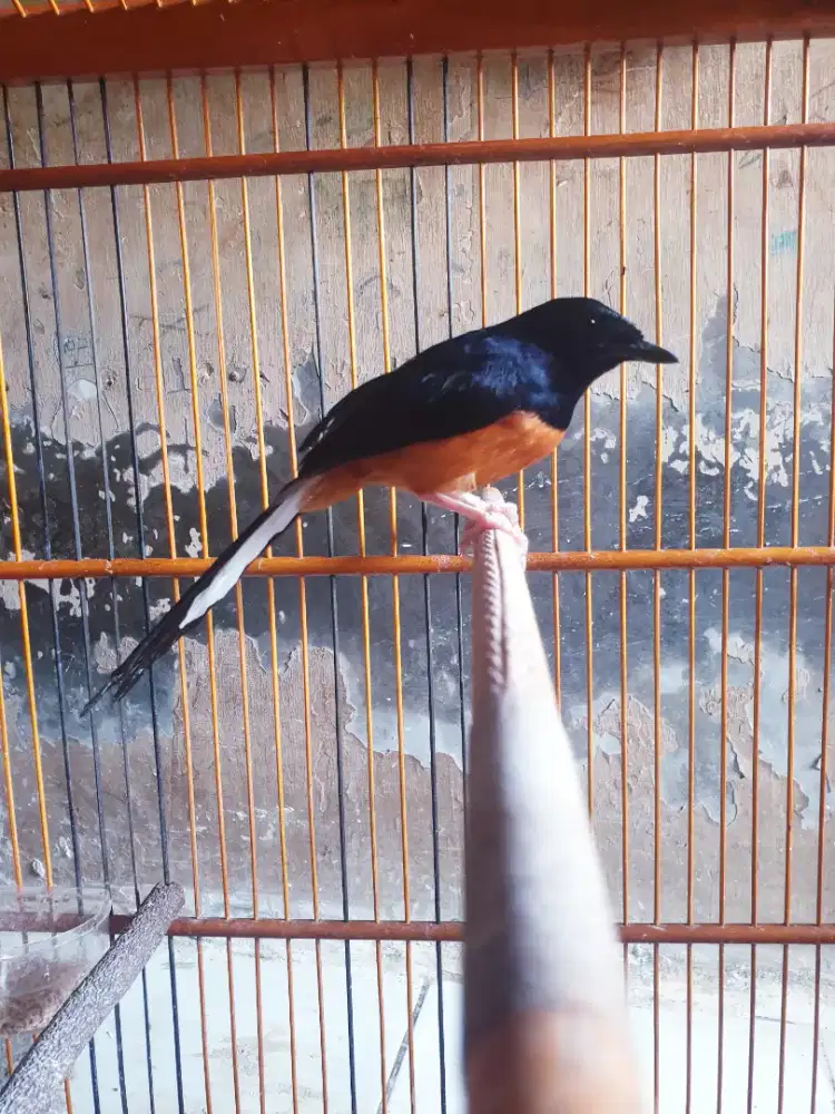 Muray f4 deker gacor