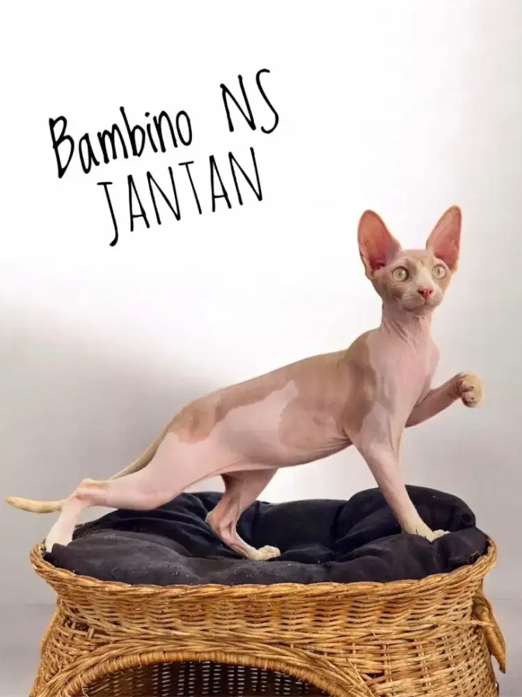 Kucing Bambino Ns Jantan Gagah Perkasa
