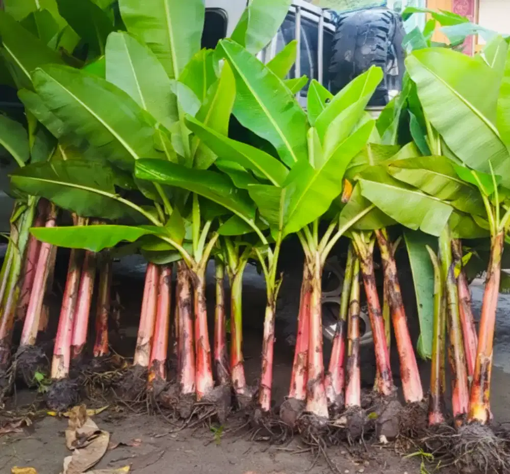 Bibit pisang raja unggul