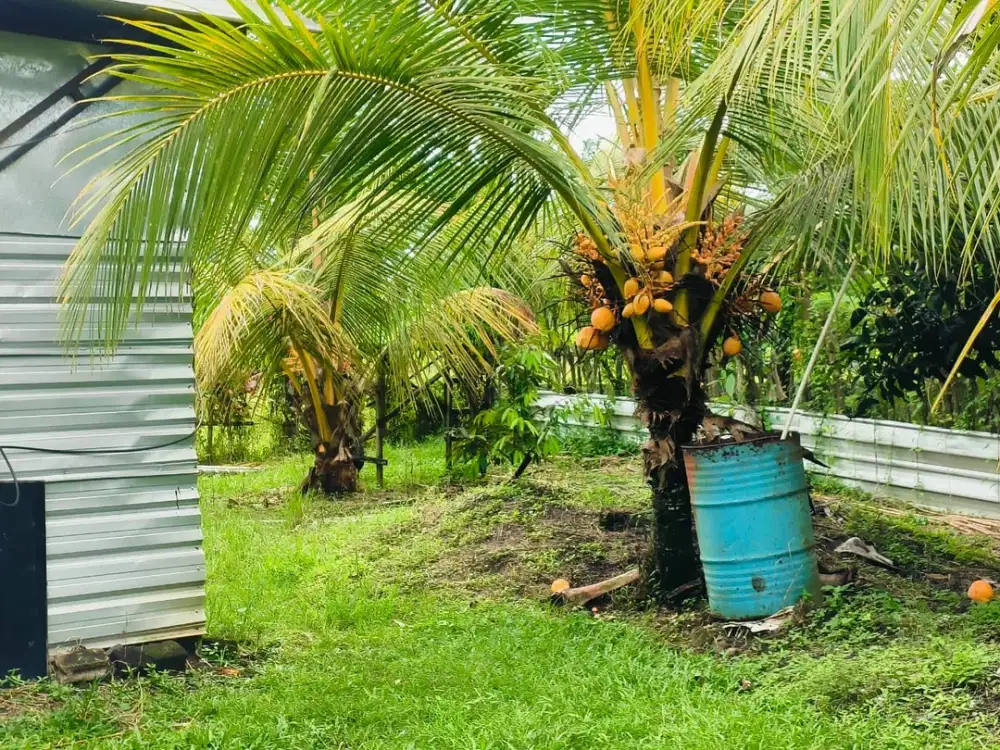 Tanah Murah Di Pinggir Jalan Banjar Sukawati Selemadeg Dekat Megati Raya Denpasar Gilimanuk