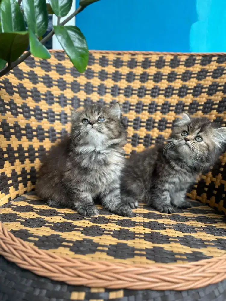 Kucing kitten persia flatnose