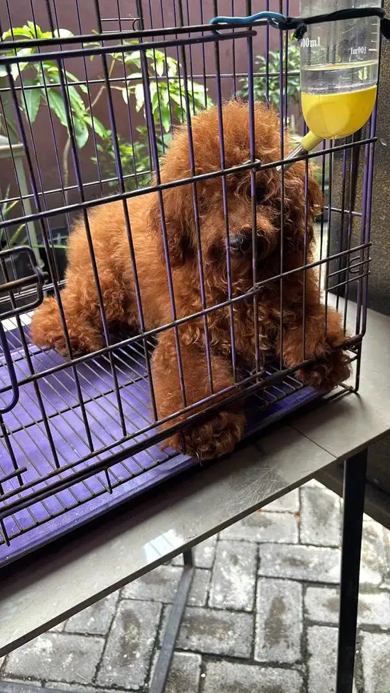 Dijual Red Toy Poodle 6 ekor stambum vaksin