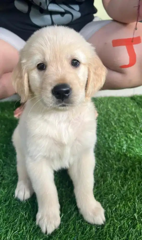 Golden retriever umur 1 1/2 bulan