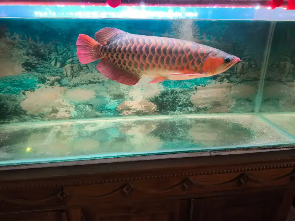 Arwana Super Red SB kepala nyendok uk 60cm