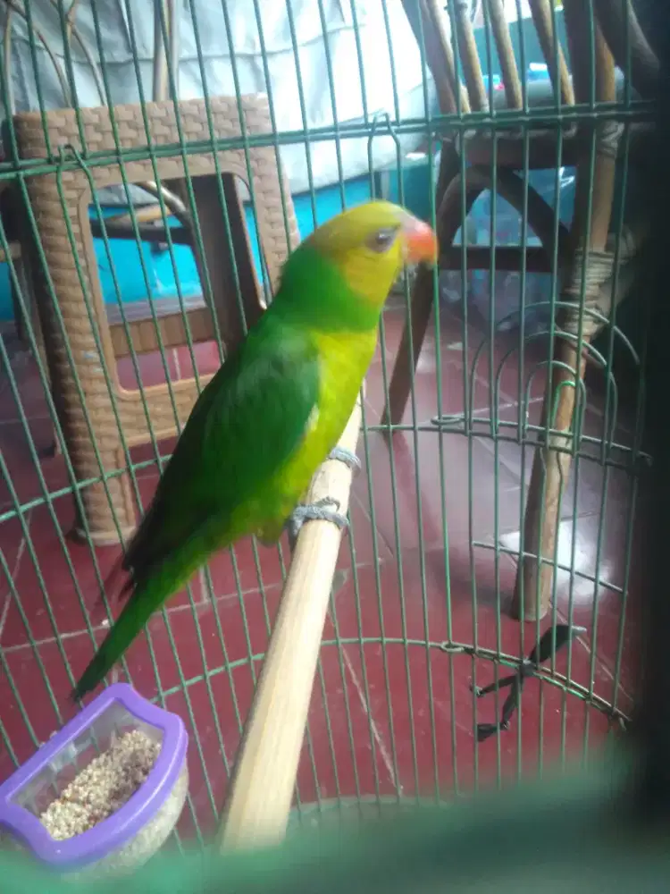 LOVEBIRD GACOR EXS MATERAN 1 JUTA AJA FULSET