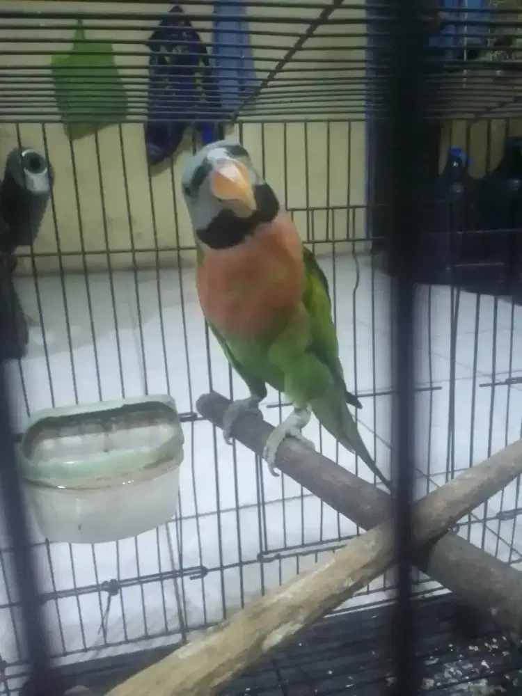 LOVEBIRD JOSAN SEMI JINAK 1,5 FULSET