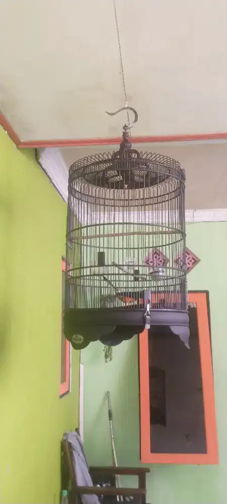 Murai batu Dan sangkar