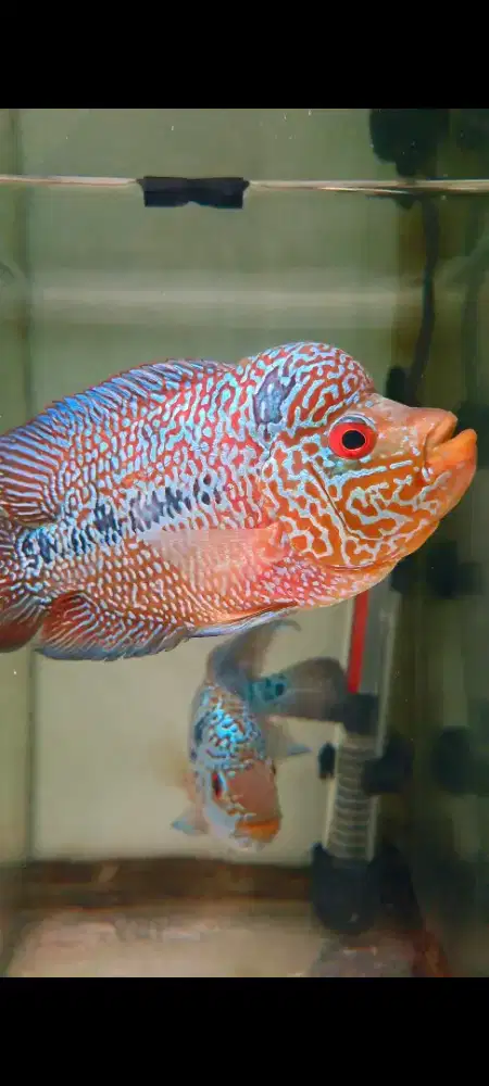 Louhan cencu size 10 cm 3jari