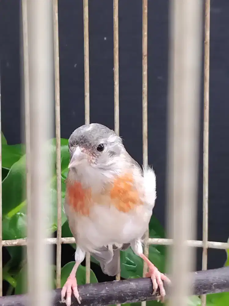 Dijual burung Red Siskin