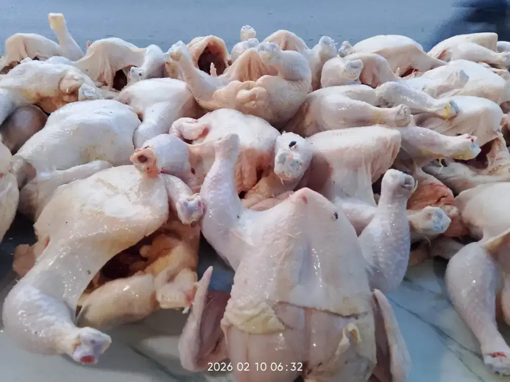 Jual cepat  mehabisakan isi freezer nah ad 25 ekor ayam ukuran 1,5