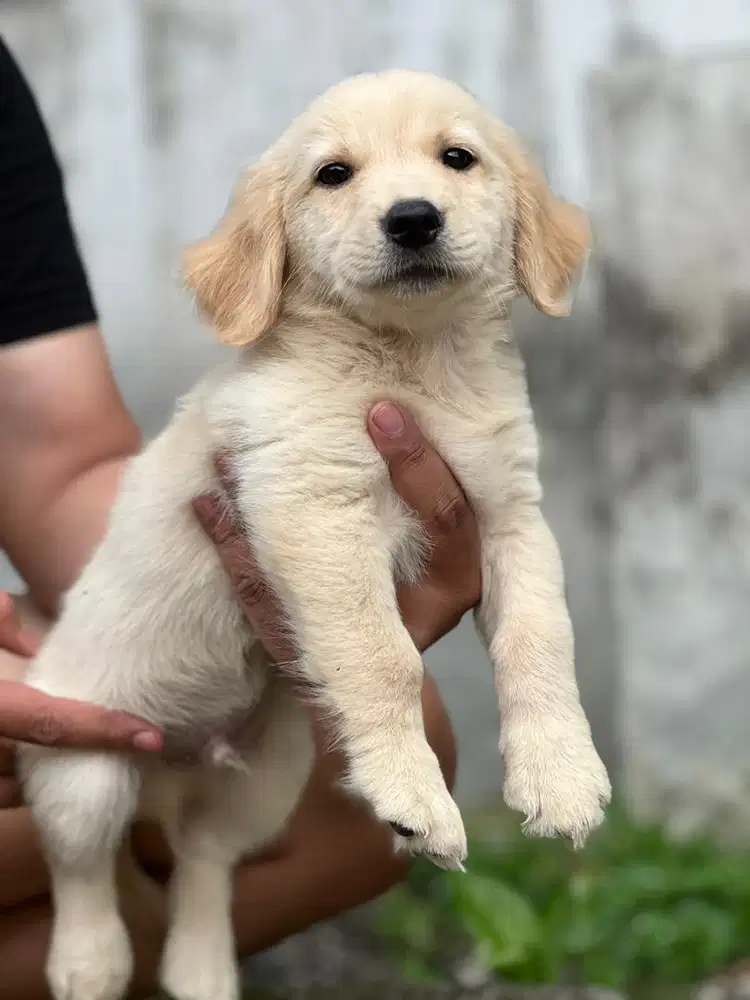 Anjing / puppies mix golden retriever jantan cute