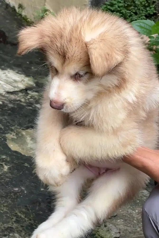 Anjing / puppies alaskan malamute betina cokelat (bigbone)