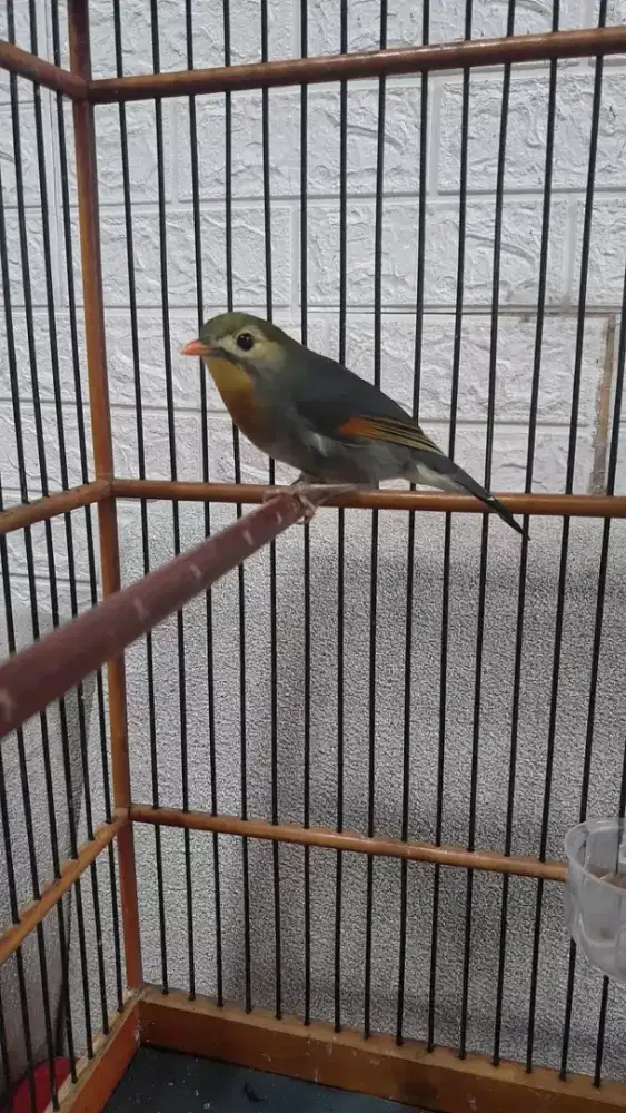 Burung robln rawatan mulus