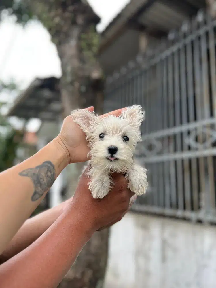 Puppies / anjing mini schnauzer betina putih