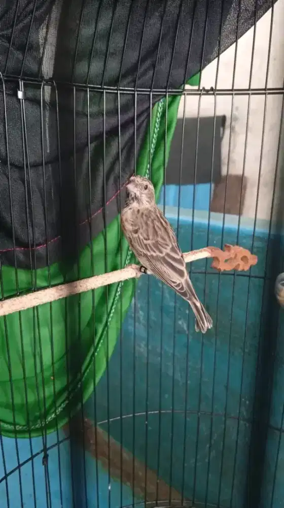 Paud blackthroat jantan usia 4bln aktif bunyi