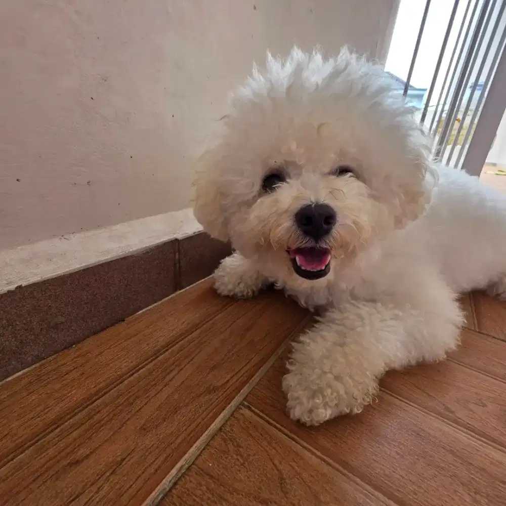 BICHON FRISE jantan keturunan Korea