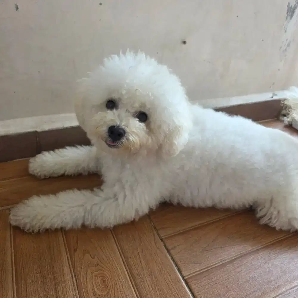BICHON FRISE jantan keturunan Korea