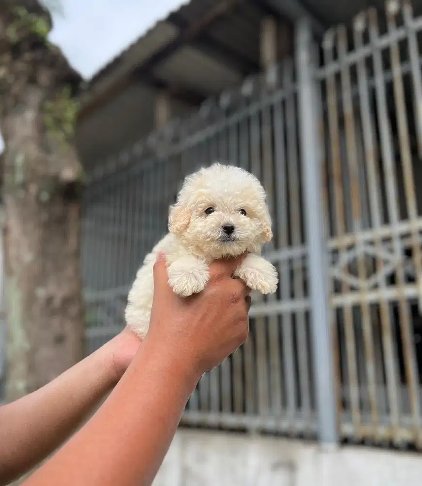 Anjing / puppies tiny poodle jantan