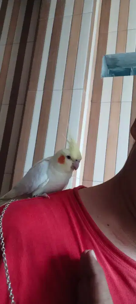 Burung falk Australia ring