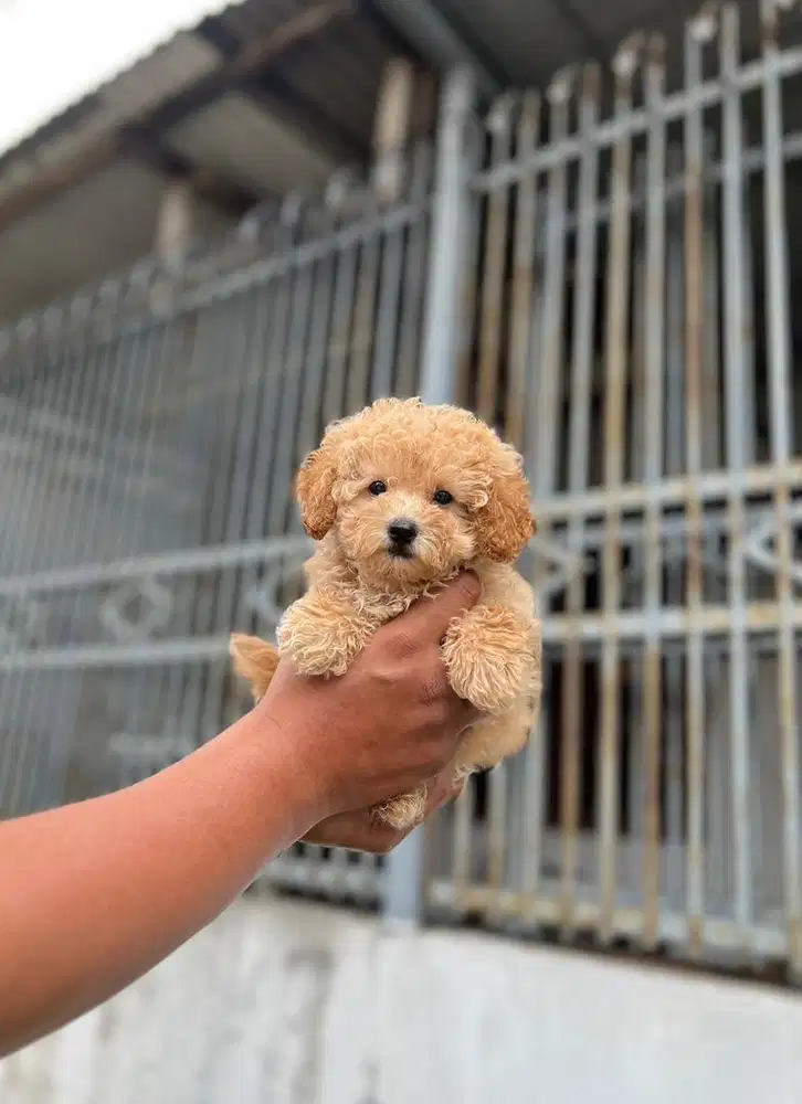Anjing / puppies maltipoo betina