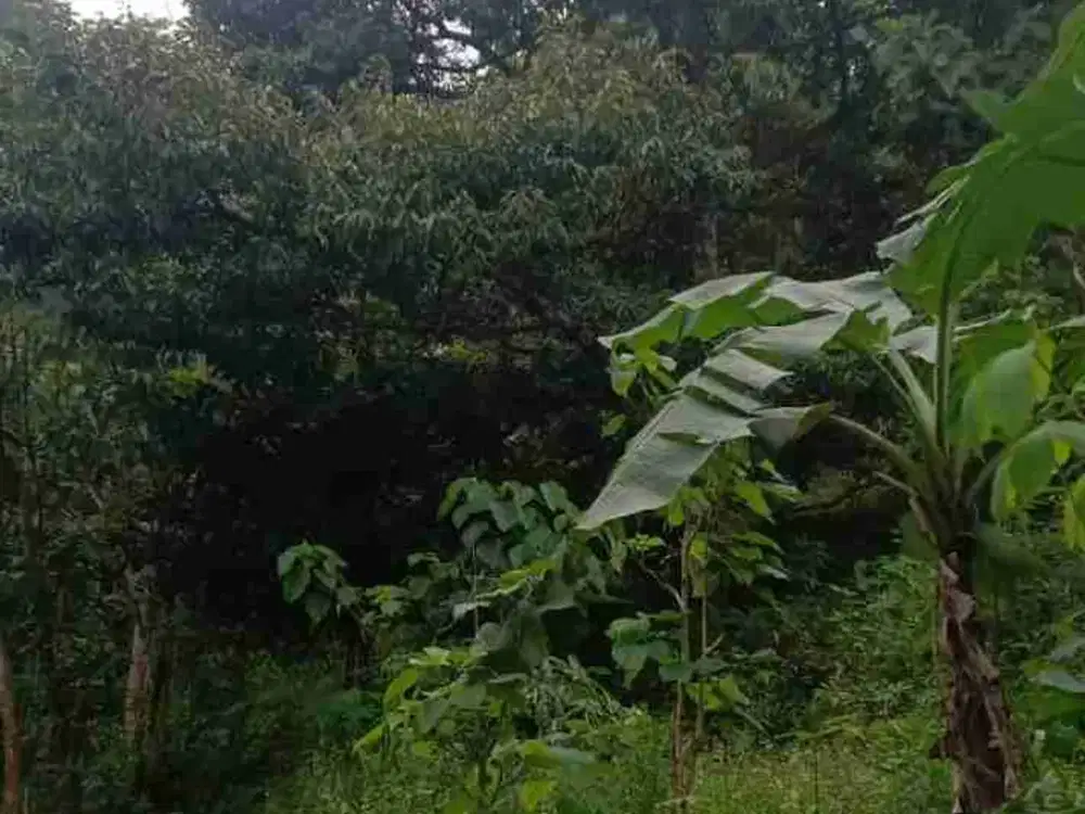 Dijual Tanah Kebun Kare Madiun Mepet Jalan Aspal