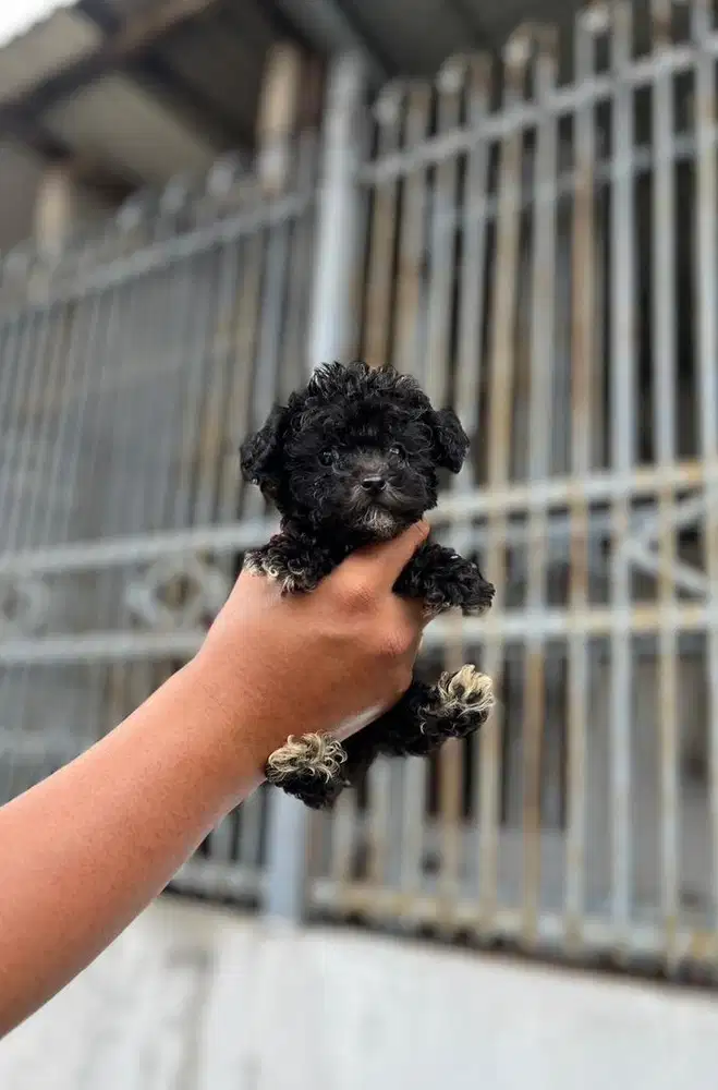 Anjing / puppies tiny / teacup black poodle jantan
