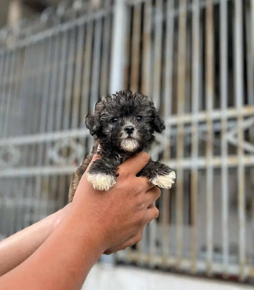 Anjing / puppies silver toy poodle (jantan)