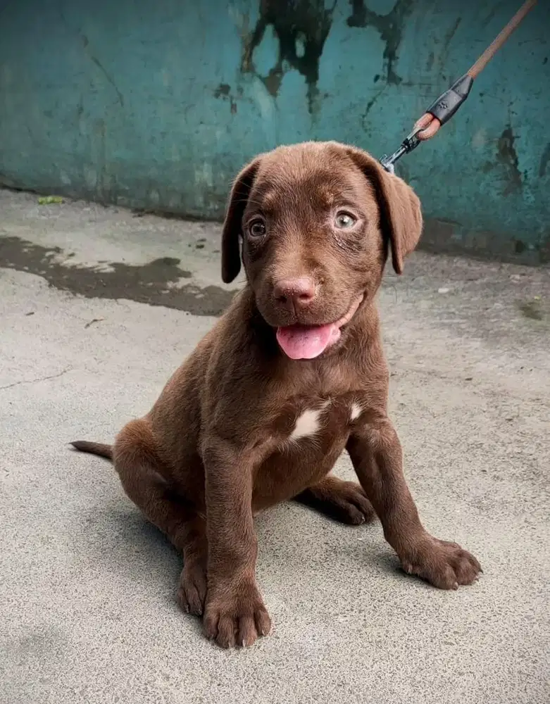 Anjing / puppies labrador choco cute