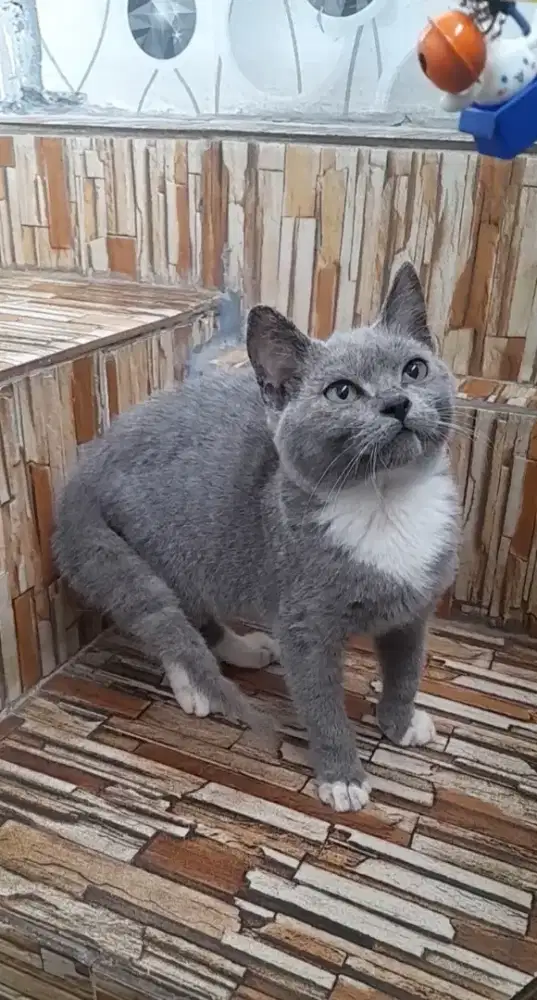 British shorthair BSH