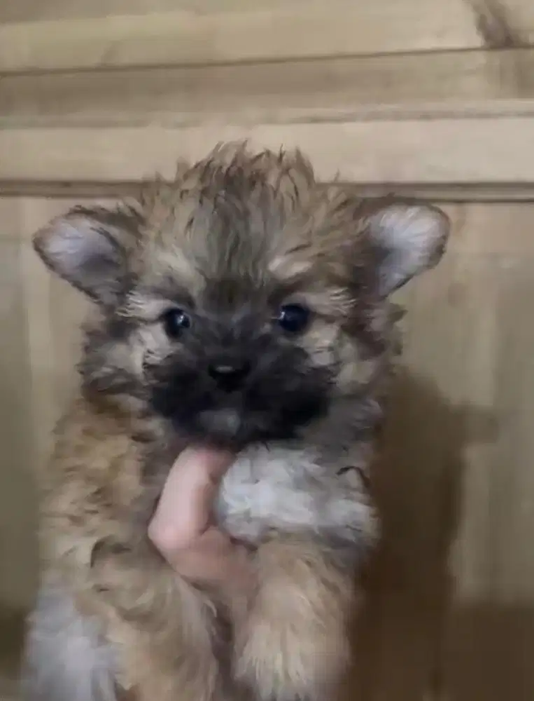 Anjing / puppies mix minipom cokelat (betina)