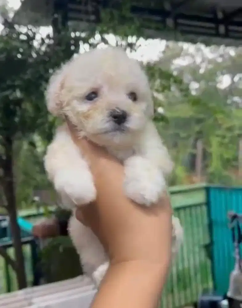 Anjing / puppies toy poodle (betina)