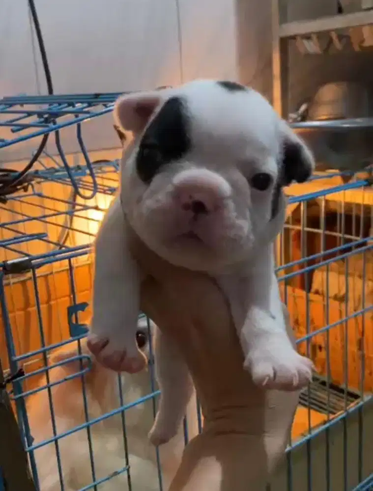 Anjing / puppies french bulldog jantan