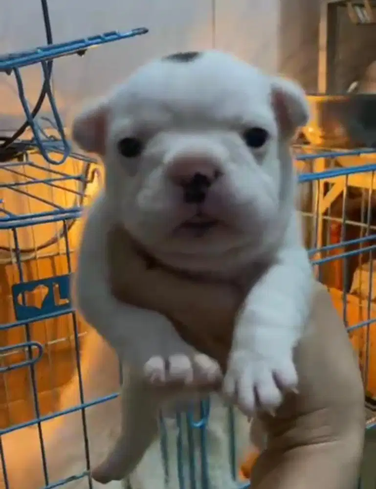 Puppies / anjing french bulldog betina