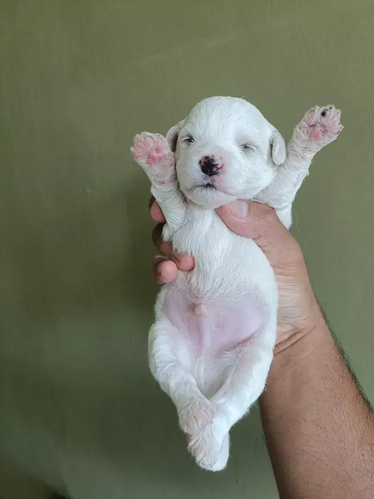 Puppies / anjing bichon frise jantan