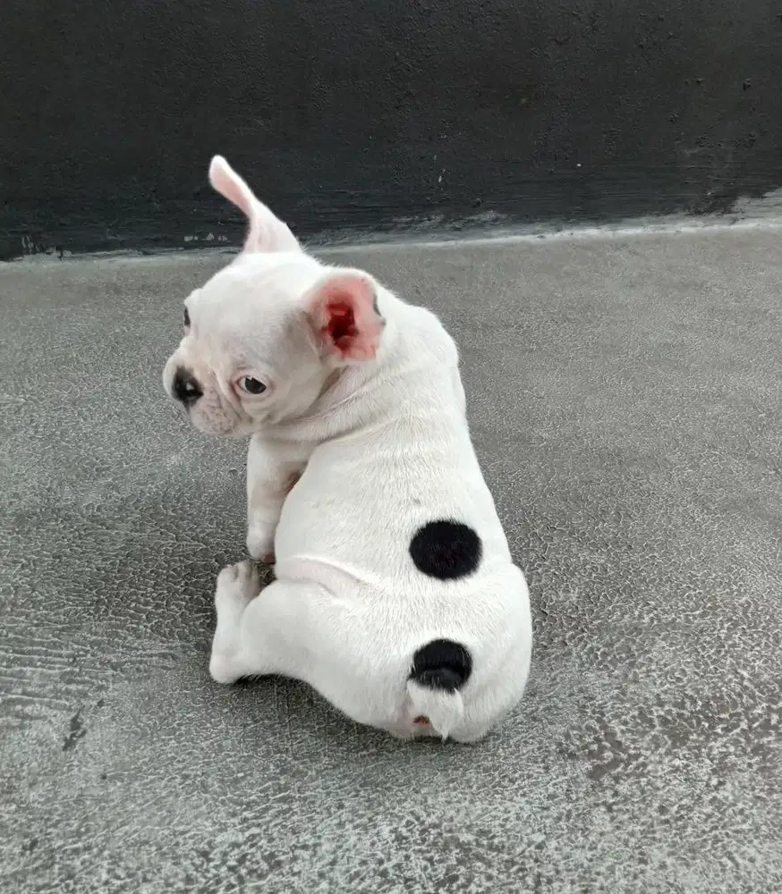 Puppies / anjing french bulldog jantan cute