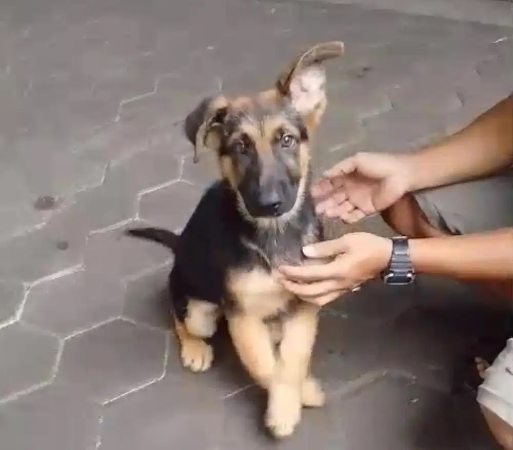 Puppies / anjing herder betina turunan import