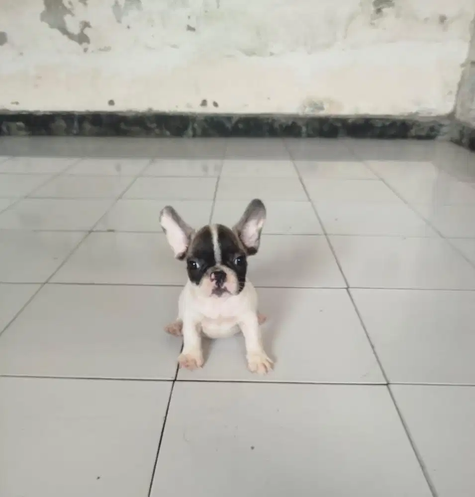 Anjing / puppies french bulldog betina