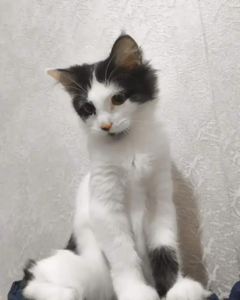 Open adopt kucing betina persia