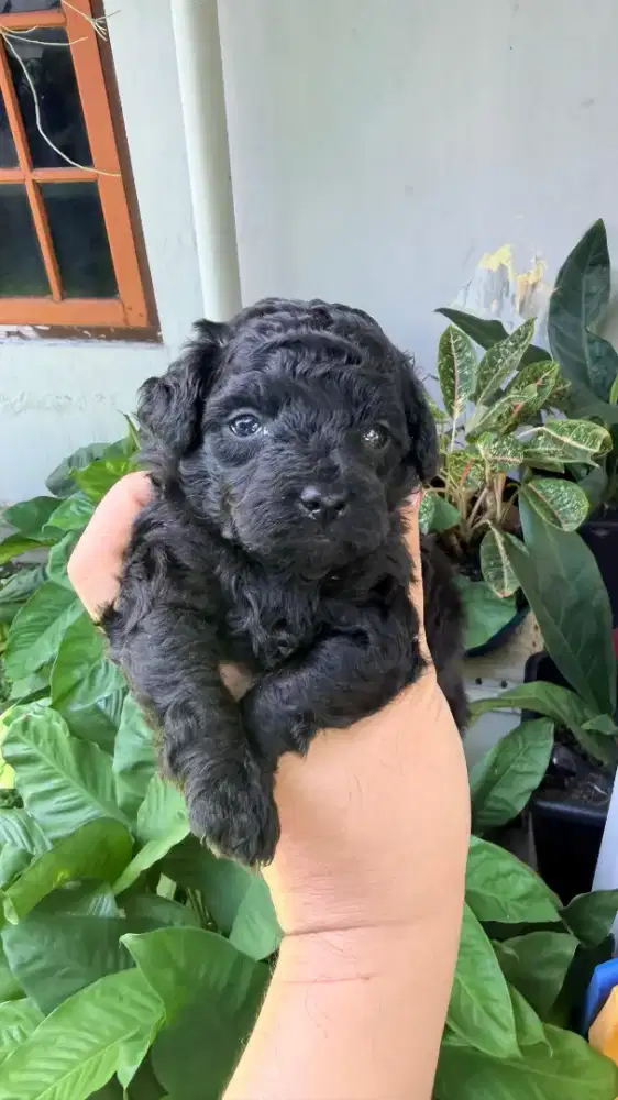 Tiny toy poodle super quality