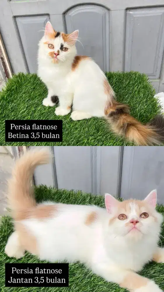 Persia flatnose