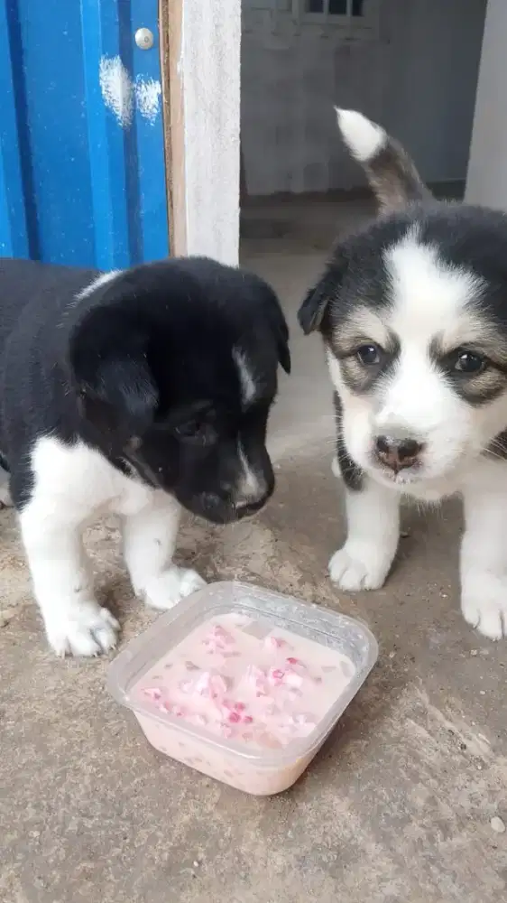 Anakan anjing siberian husky