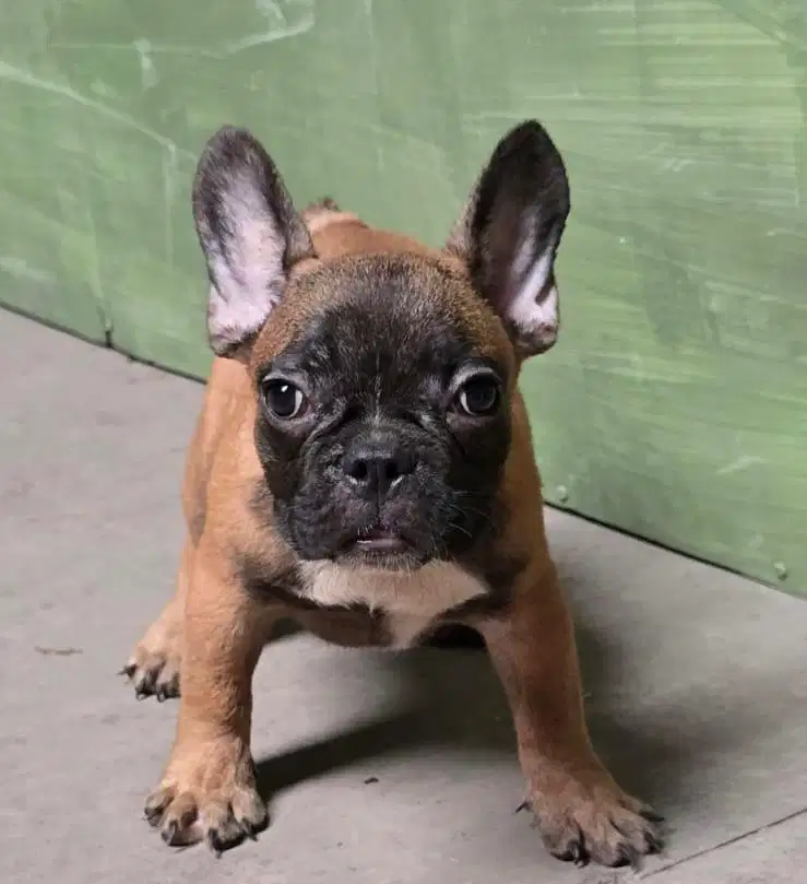 Puppies / anjing french bulldog jantan murmer !