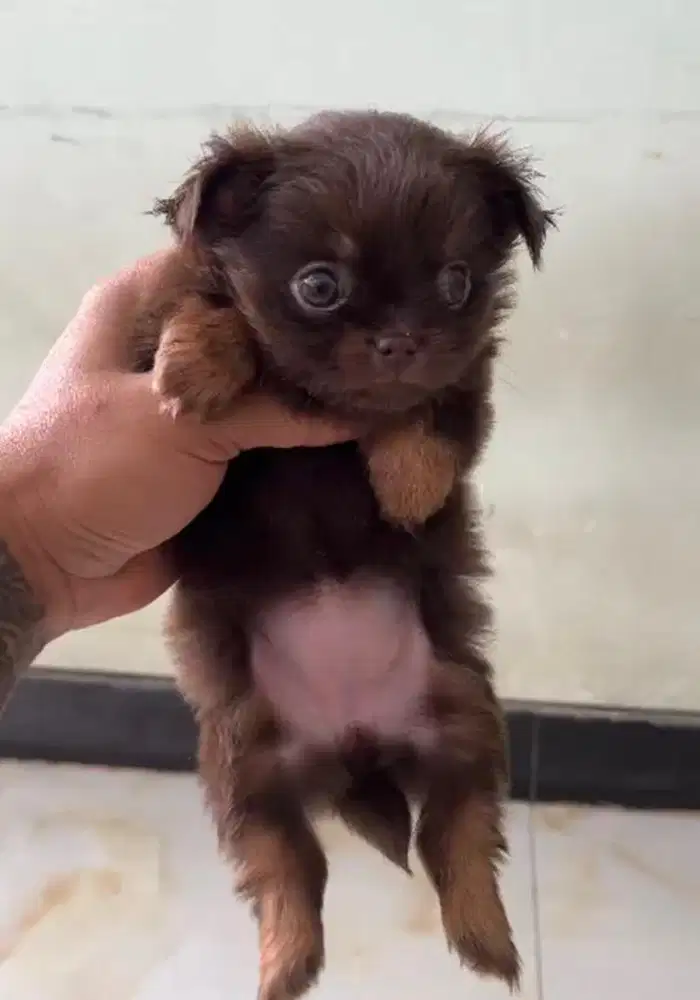 Puppies / anjing chihuahua longhair rare colour