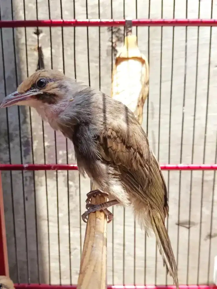 Paud cucak rowo jantan body gede usia 4bln