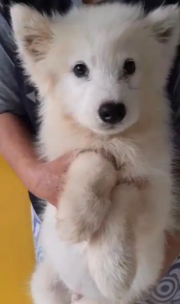 Puppies / anjing samoyed jantan