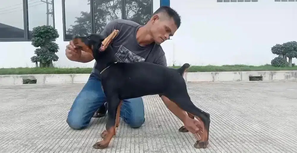 Puppies / anjing doberman trunan juara