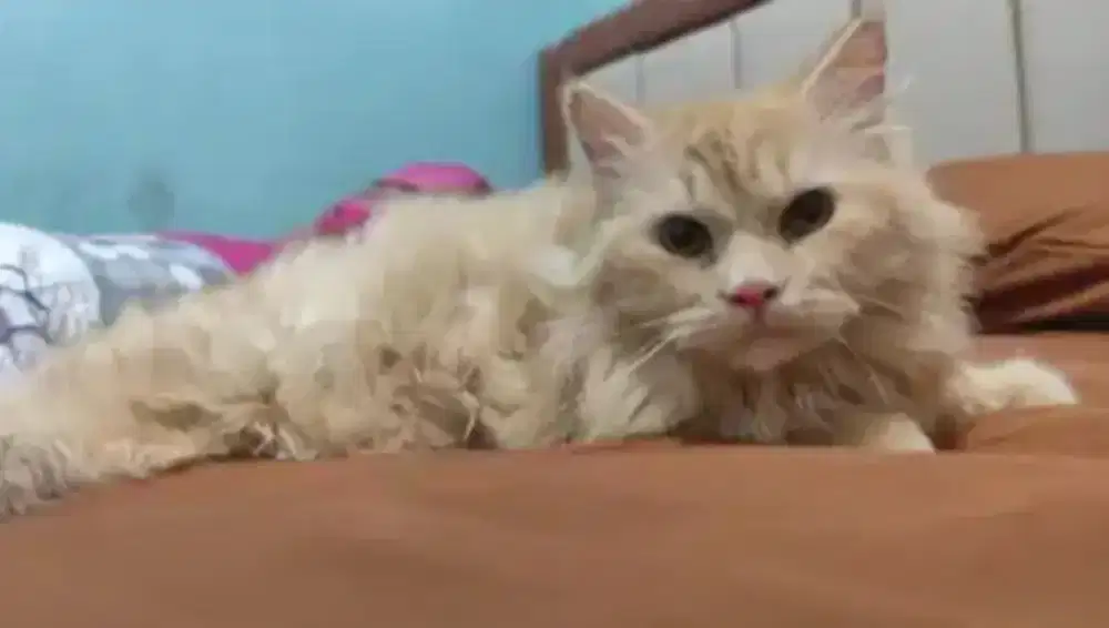 Kucing Mainecoone LH