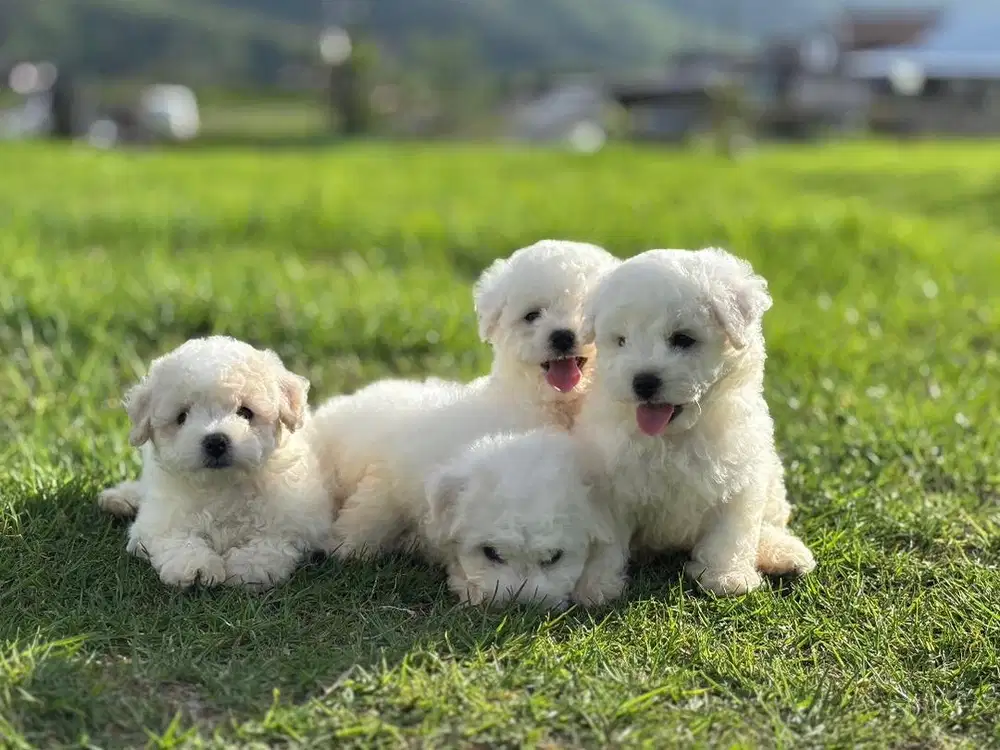 Puppies / anjing bichon frise betina cute